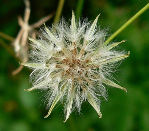 {Crepis pulchra}
